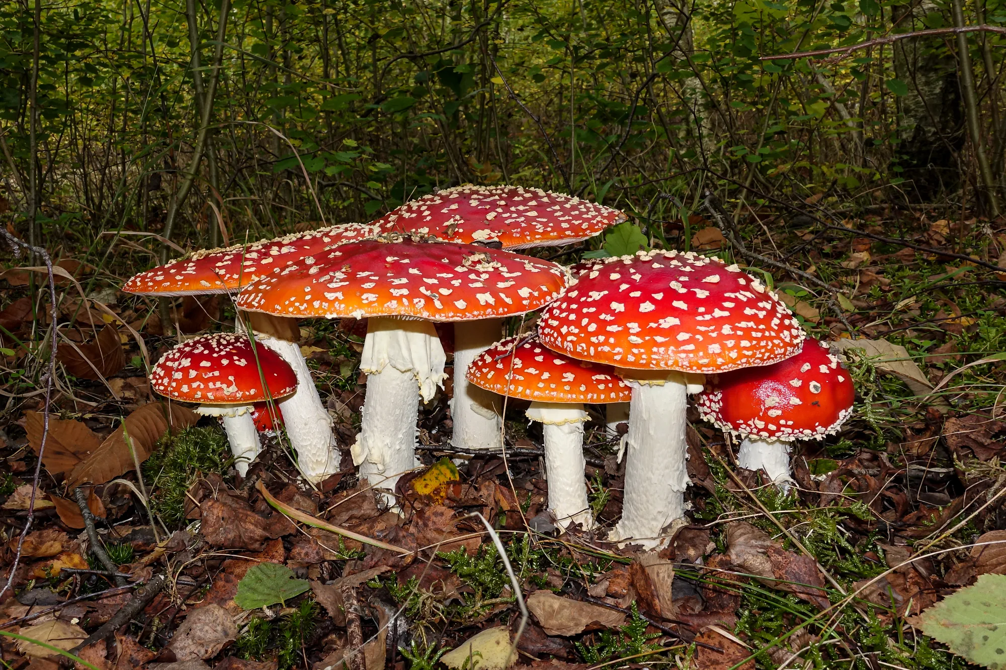 Groepje paddenstoelen op een boomstam