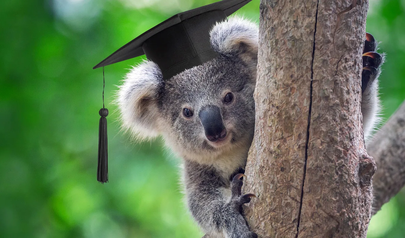 Koala in een eucalyptusboom