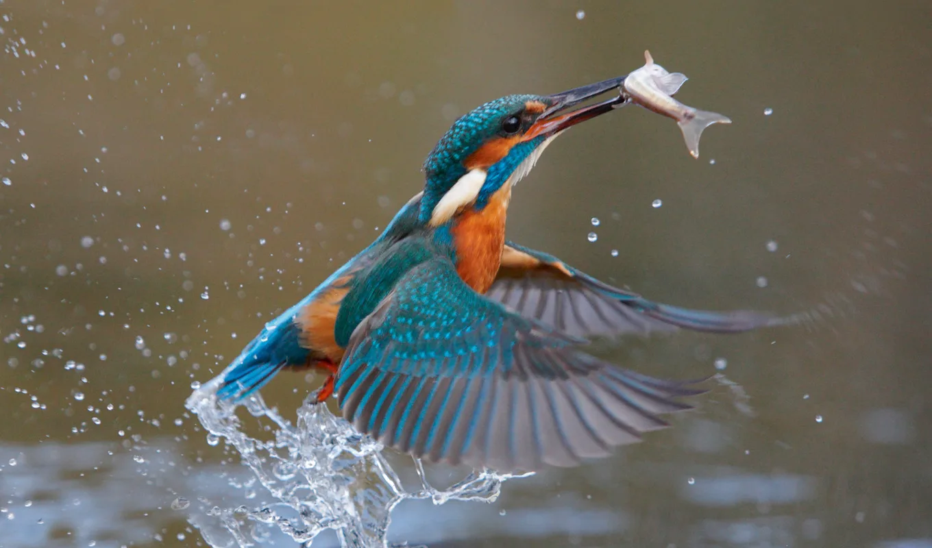 IJsvogel op een tak boven het water